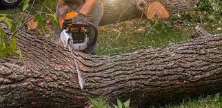 Best Firewood Processing and Delivery  in Forest Glen, MD