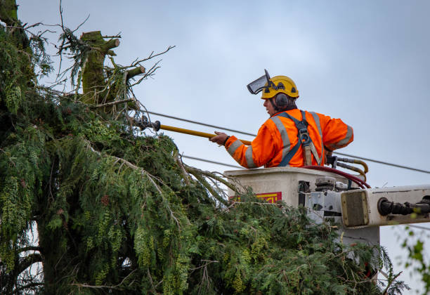 Best Arborist Consultation Services  in Forest Glen, MD