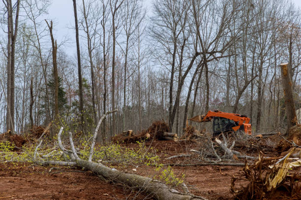 Reliable Forest Glen, MD Tree Services Solutions