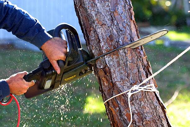 Best Arborist Consultation Services  in Forest Glen, MD