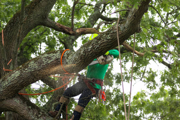 Best Seasonal Cleanup (Spring/Fall)  in Forest Glen, MD