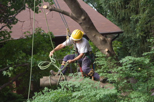 Best Tree Disease Treatment  in Forest Glen, MD