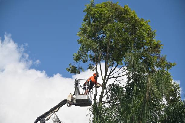 Best Tree Preservation Services  in Forest Glen, MD