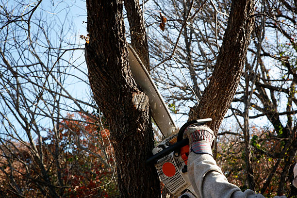 Best Tree Risk Assessment  in Forest Glen, MD