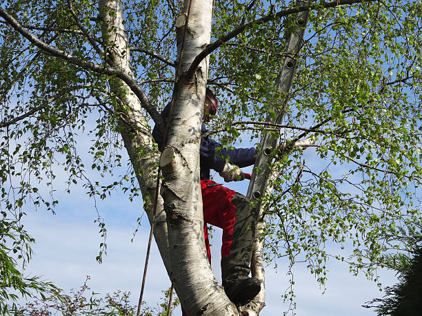 How Our Tree Care Process Works  in  Forest Glen, MD